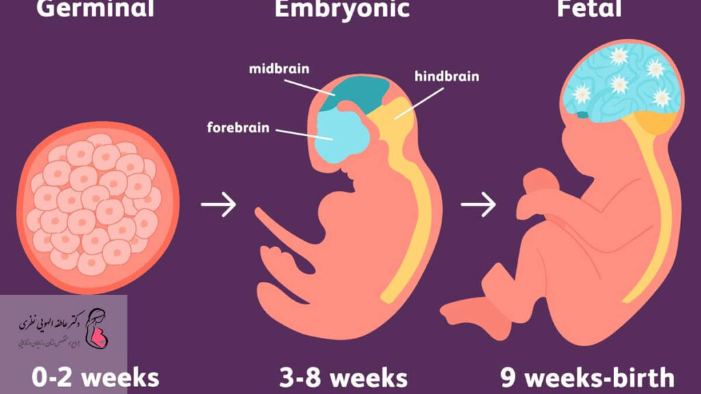 سه ماهه رشد جنین