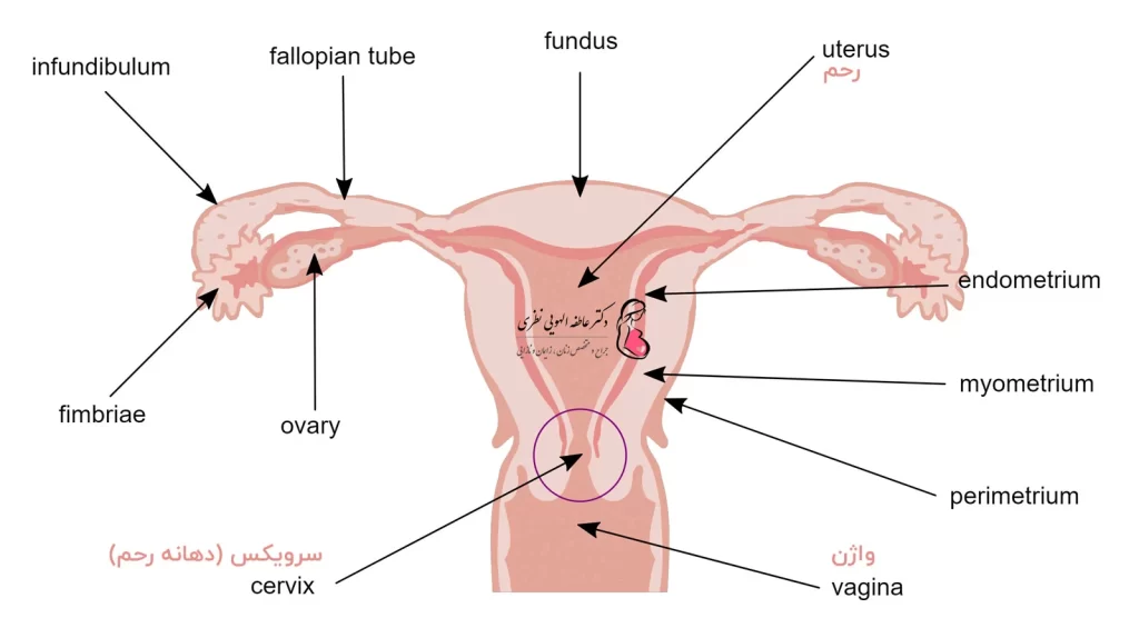 ساختار واژن و سرویکس