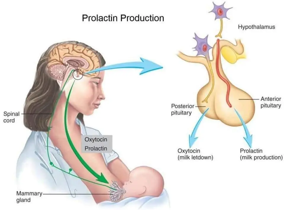 مراحل تولید پرولاکتین