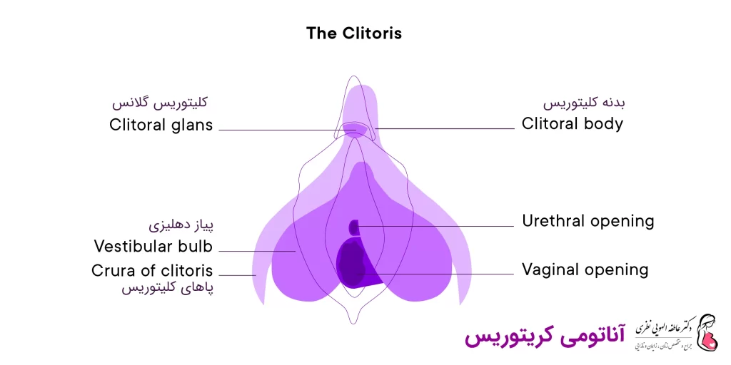آناتومی کلیتوریس زنان