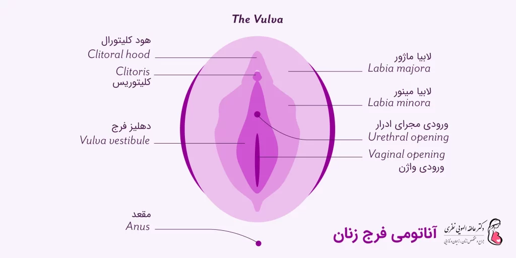 آناتومی فرج زنان