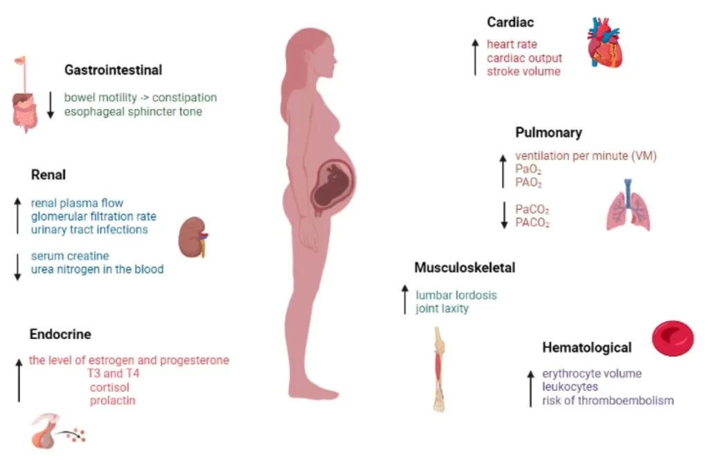 عملکرد قلب و کلیه ها و تغییرات هورمونی مادران در بارداری