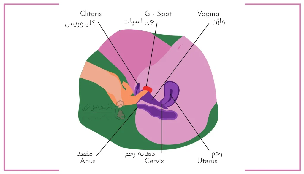موقعیت جی اسپات واژن زنان