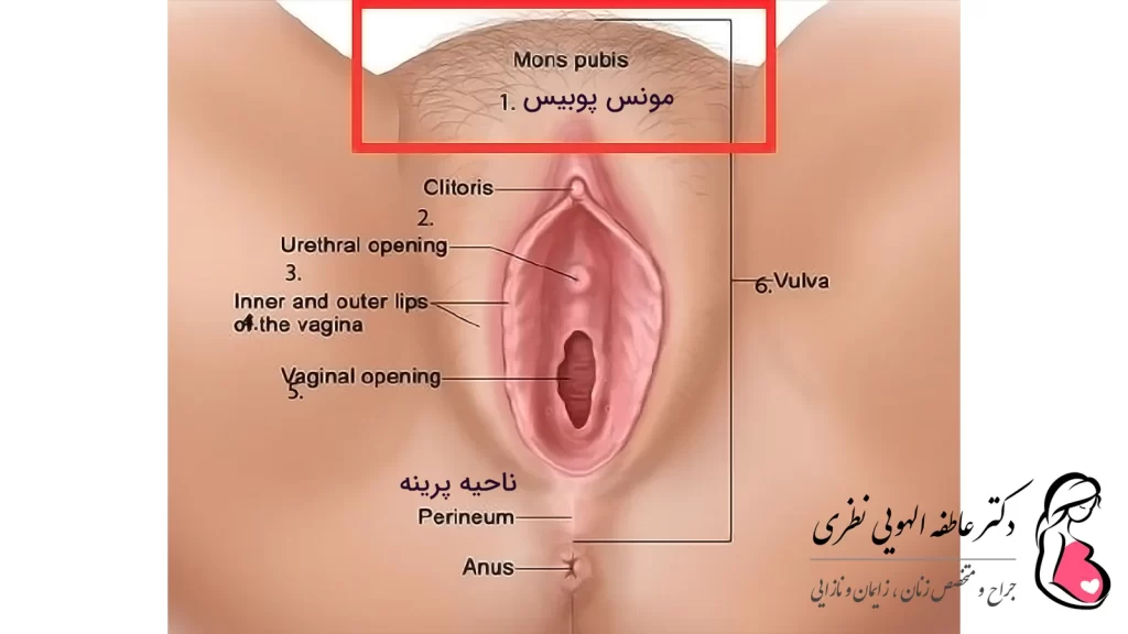 ناحیه مونس پیوبیس و پرینه زنان