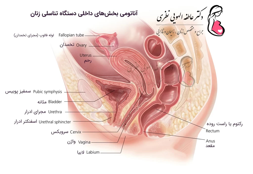 آناتومی داخلی دستگاه تناسلی زنان