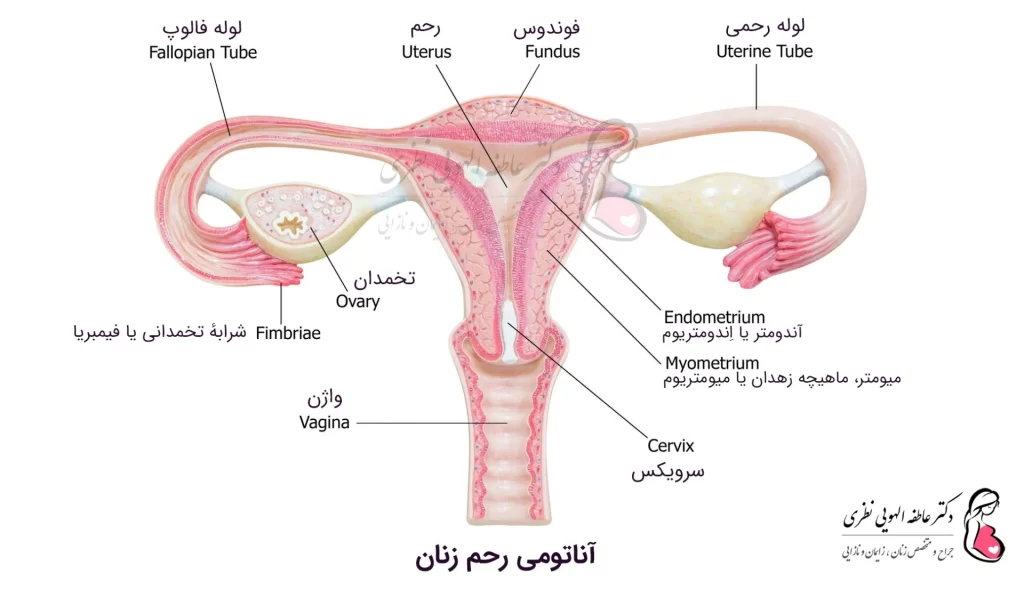 آناتومی کامل رحم زنان فارسی