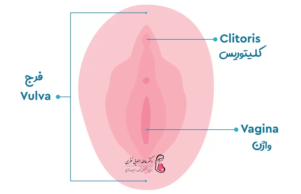 ساختار واژن زنان